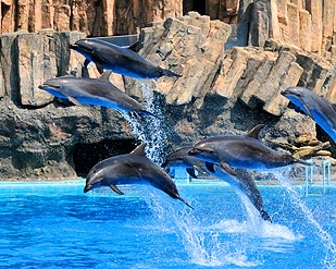 名古屋港水族館の感想 イルカを全力推し ショーではずぶ濡れに注意