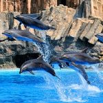 名古屋港水族館の感想｜イルカを全力推し＆ショーではずぶ濡れに注意！